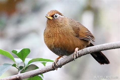 好養的鳥|十大最受歡迎的寵物鳥，漂亮粘人又好養